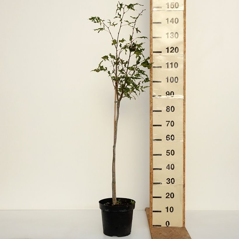 Exemplaar van Tilia platyphyllos Henryk Eder - Zomerlinde Pot van 7,5 l/10 l zoals geleverd in de herfst