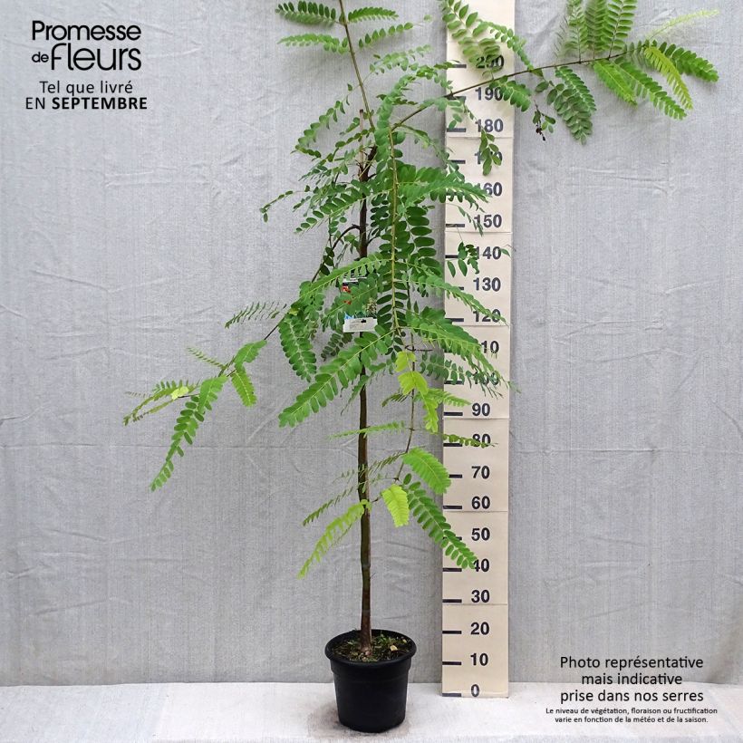 Exemplaar van Tipuana tipu - Palo rosa Pot van 7,5 l/10 l zoals geleverd in de herfst