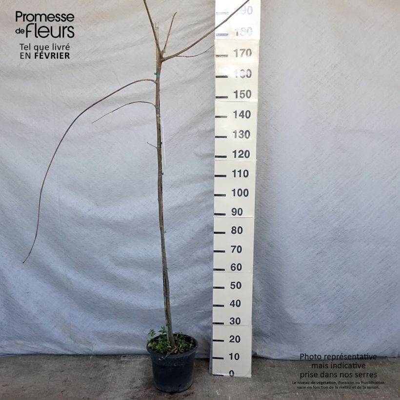 Exemplaar van Tipuana tipu - Palo rosa, tipa Pot de 7,5L/10L zoals geleverd in de winter
