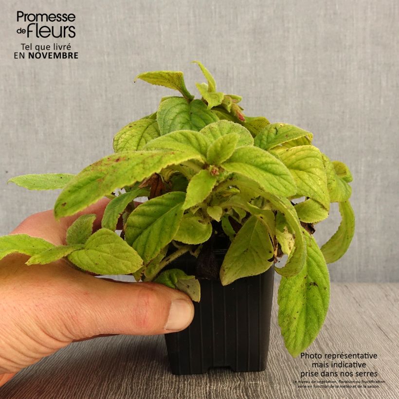 Exemplaar van Titanotrichum oldhamii - Chinees vingerhoedskruid Kweekpotje van 8/9 cm zoals geleverd in de herfst