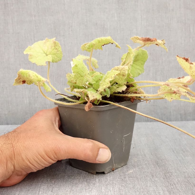 Exemplaar van Tolmiea menziesii Cool Gold - Kindje-op-moeders-schoot Kweekpotje van 8/9 cm zoals geleverd in de zomer
