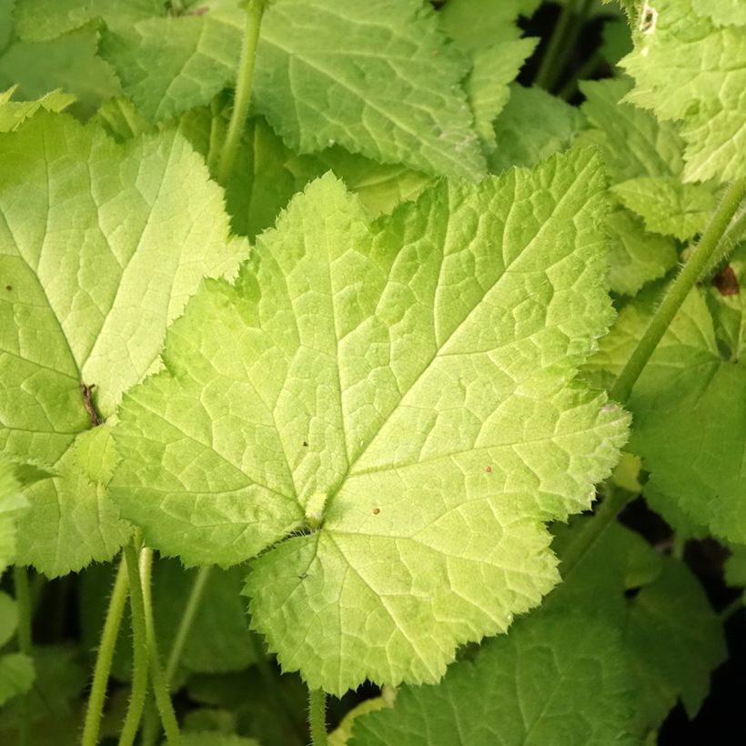 Tolmiea menziesii Cool Gold - Kindje-op-moeders-schoot (Blad)