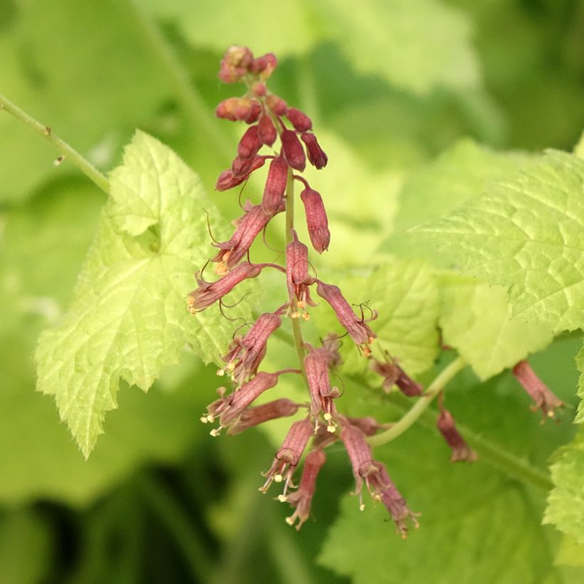 Tolmiea menziesii Cool Gold - Kindje-op-moeders-schoot (Bloei)