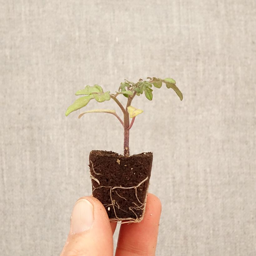 Exemplaar van CherrytomaatBalconi Yellow F1 (jonge planten) Mini-mot Ø 3/4 cm zoals geleverd in de lente