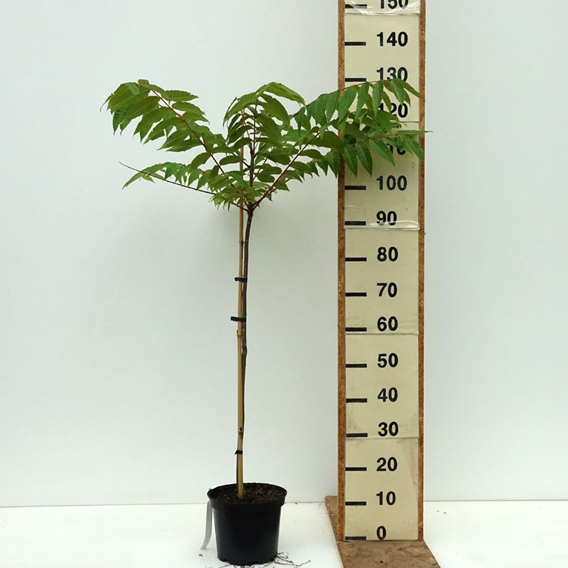 Exemplaar van Toona sinensis - Chinese mahonieboom Pot van 3 l/4 l zoals geleverd in de lente