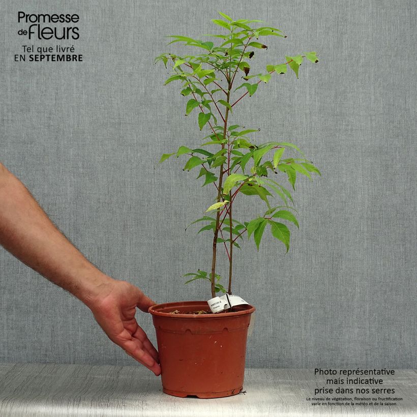 Exemplaar van Toona sinensis Flamingo - Acajou de Chine Pot de 2L/3L zoals geleverd in de herfst