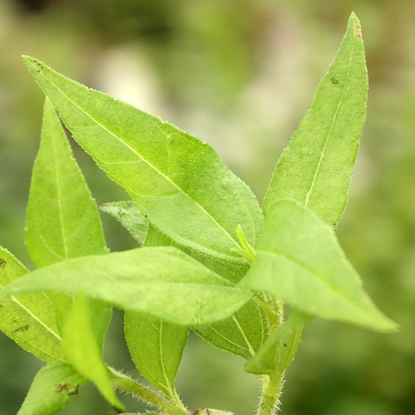 Dwergaardpeer BIO (Blad)