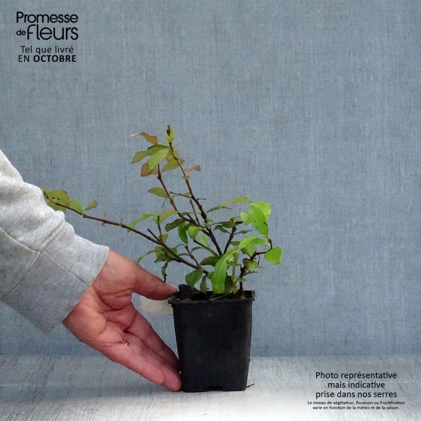 Exemplaar van Trachelospermum asiaticum Chili & Vanilla - Faux-jasmin Kweekpotje van 8/9 cm zoals geleverd in de herfst