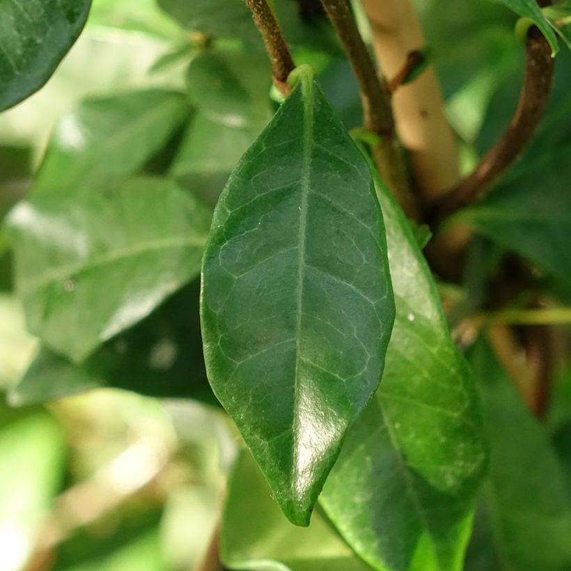 Trachelospermum asiaticum Chili & Vanilla - Faux-jasmin (Blad)
