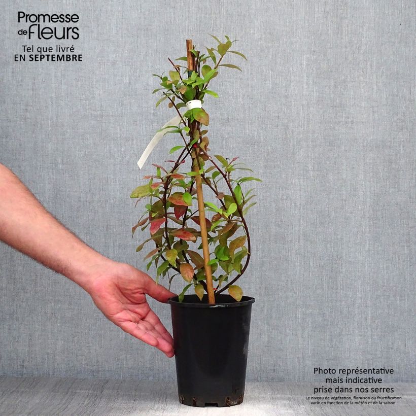 Exemplaar van Trachelospermum asiaticum - Japanse sterjasmijn Pot van 2 l/3 l zoals geleverd in de herfst