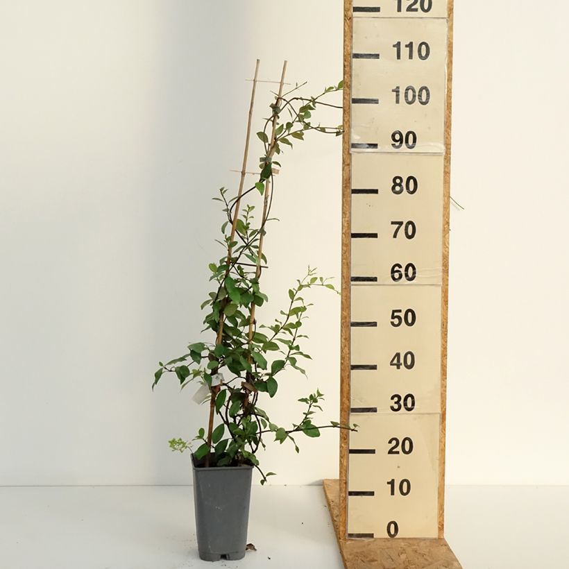 Exemplaar van Trachelospermum asiaticum - Japanse sterjasmijn Pot van 2 l/3 l zoals geleverd in de zomer