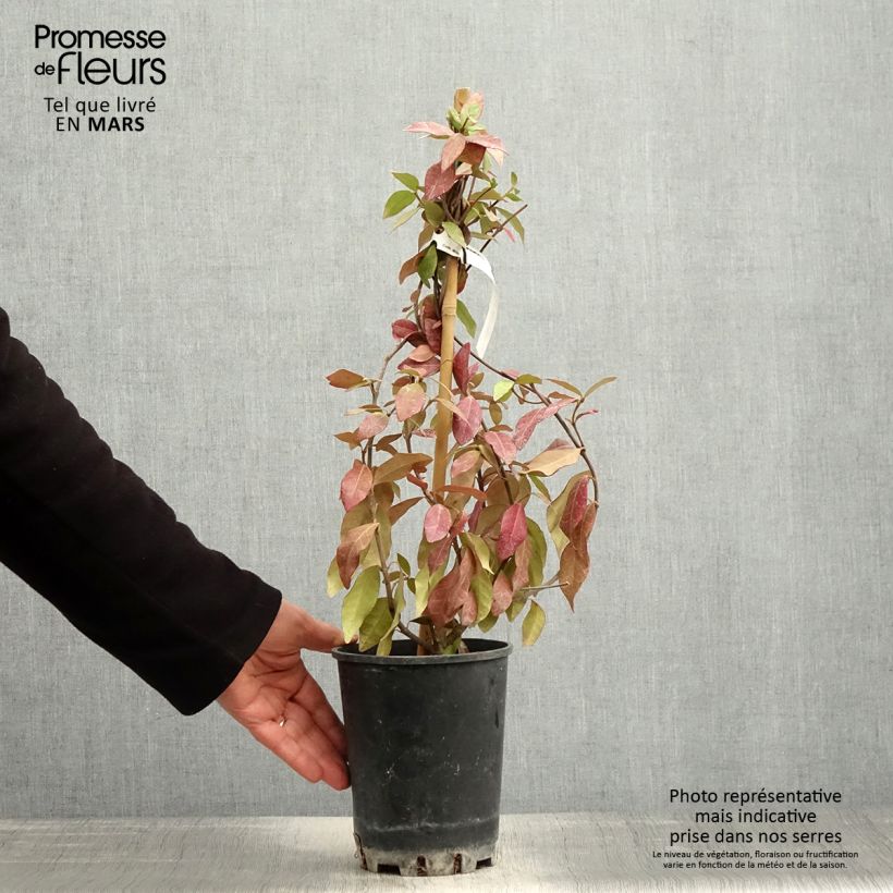 Exemplaar van Trachelospermum asiaticum - Japanse sterjasmijn Pot van 2 l/3 l zoals geleverd in de lente