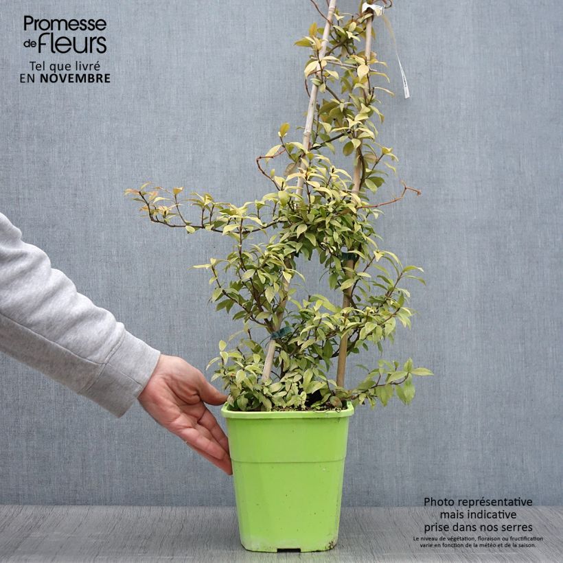 Exemplaar van Trachelospermum asiaticum Golden Memories - Toscaanse jasmijn Pot van 3 l/4 l zoals geleverd in de herfst