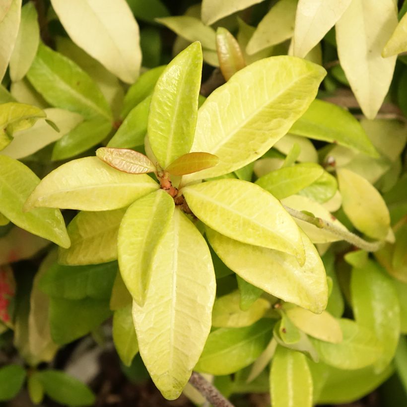 Trachelospermum asiaticum Golden Memories - Toscaanse jasmijn (Blad)