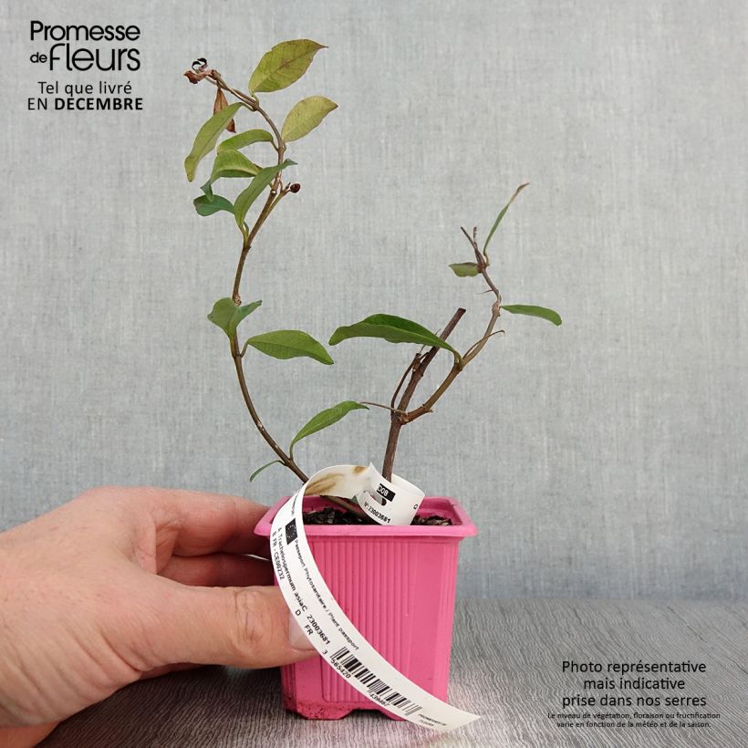 Exemplaar van Trachelospermum asiaticum Pink Showers - Japanse sterjasmijn Kweekpotje van 8/9 cm zoals geleverd in de herfst