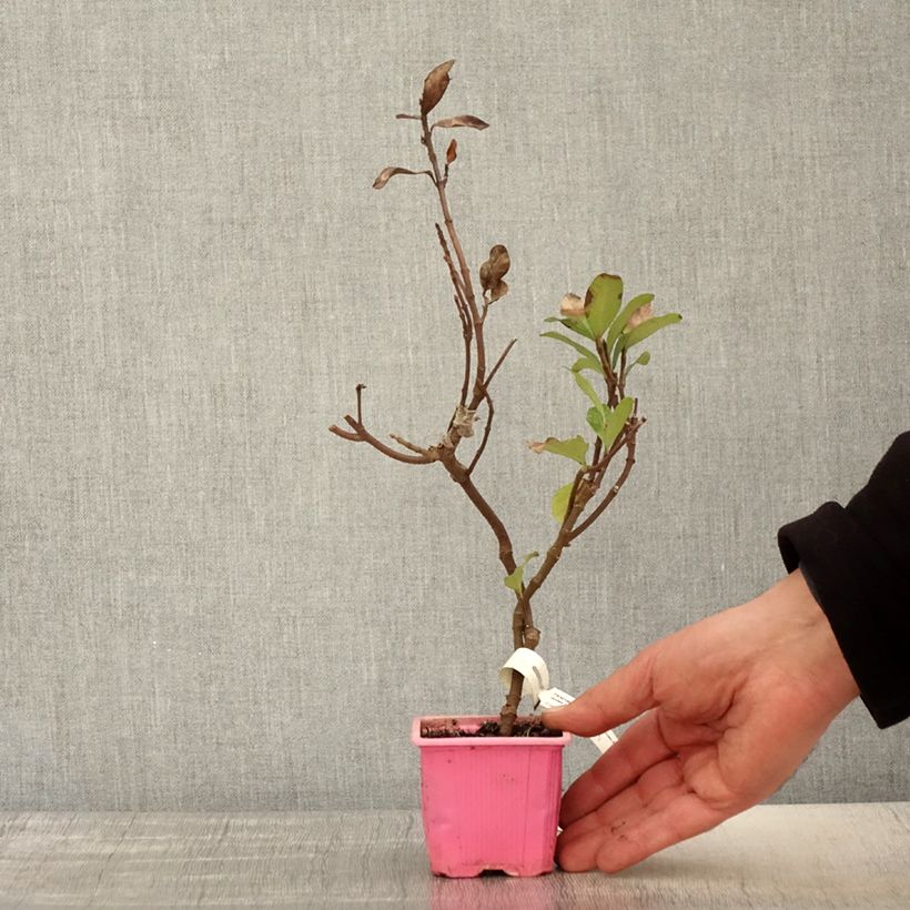 Exemplaar van Trachelospermum asiaticum Pink Showers - Japanse sterjasmijn Kweekpotje van 8/9 cm zoals geleverd in de lente