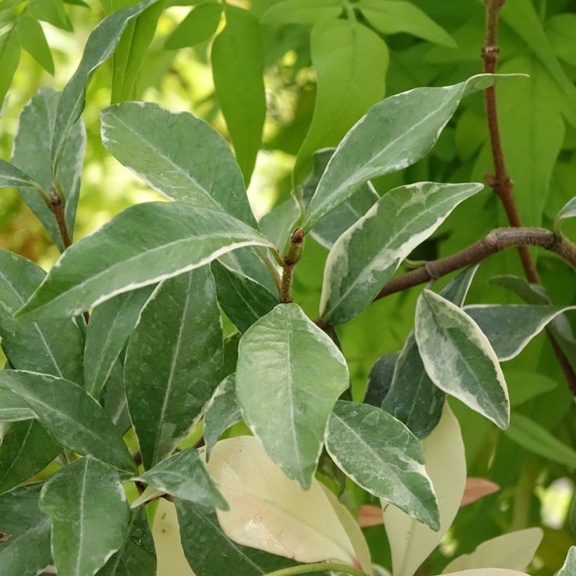 Trachelospermum asiaticum Star of Milano - Japanse sterjasmijn (Blad)
