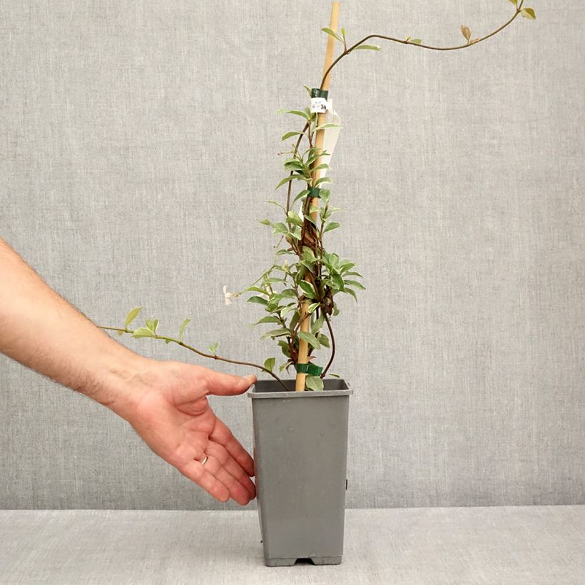 Exemplaar van Trachelospermum asiaticum Star of Milano - Japanse sterjasmijn Pot van 1,5 l/2 l zoals geleverd in de zomer