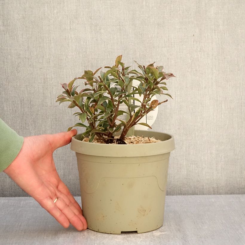 Exemplaar van Trachelospermum asiaticum Star of Milano - Japanse sterjasmijn Pot van 3 l/4 l zoals geleverd in de winter