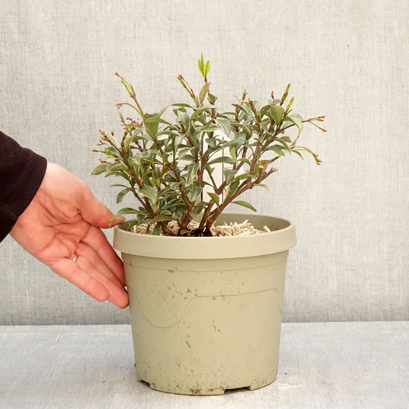 Exemplaar van Trachelospermum asiaticum Star of Milano - Japanse sterjasmijn Pot van 3 l/4 l zoals geleverd in de lente