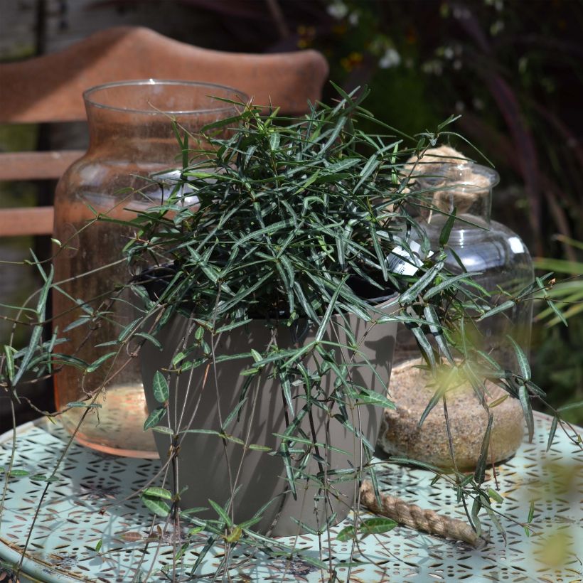 Trachelospermum asiaticum Theta - Japanse sterjasmijn (Blad)