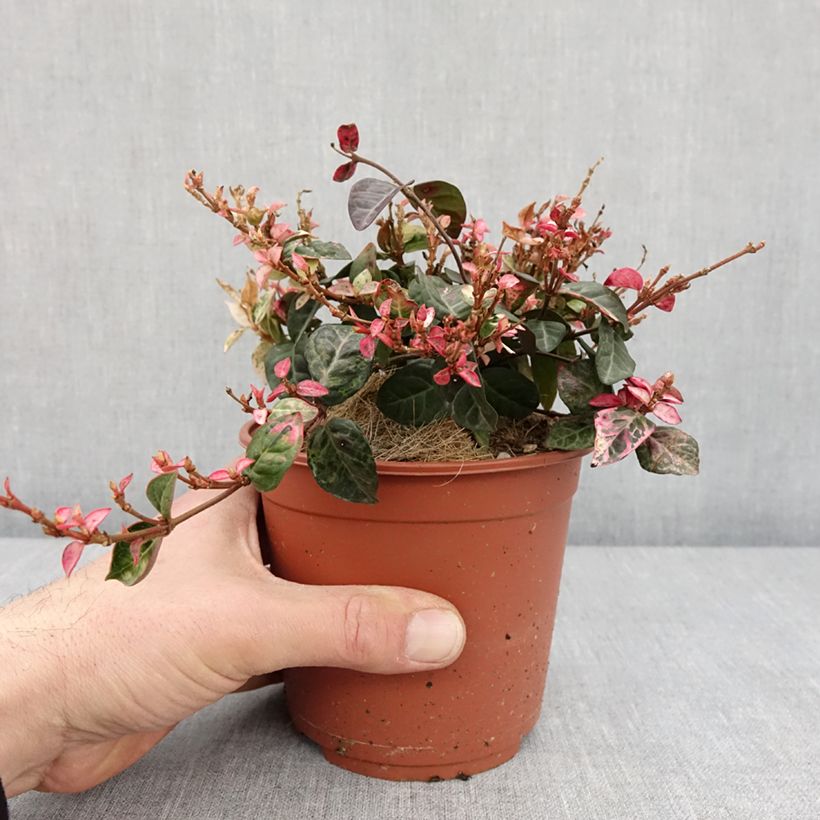 Exemplaar van Trachelospermum asiaticum Tricolor - Japanse sterjasmijn Pot van 1,5 l/2 l zoals geleverd in de winter