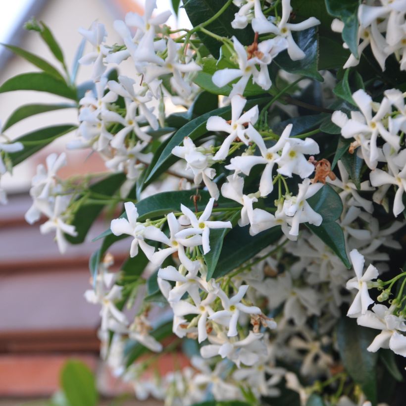 Trachelospermum jasminoides - Toscaanse jasmijn (Bloei)