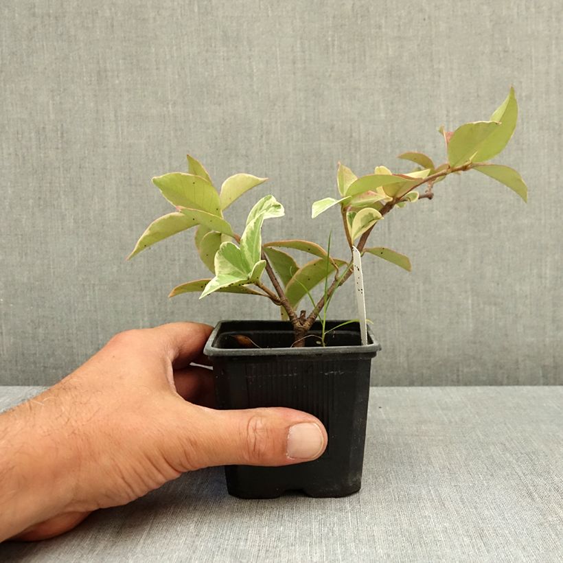 Exemplaar van Trachelospermum jasminoides Variegatum - Toscaanse jasmijn Kweekpotje van 8/9 cm zoals geleverd in de zomer