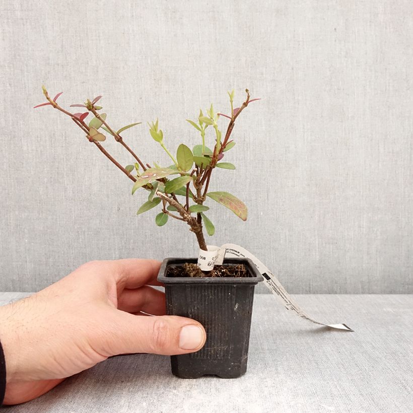Exemplaar van Trachelospermum jasminoides Winter Ruby - Toscaanse jasmijn Kweekpotje van 8/9 cm zoals geleverd in de lente