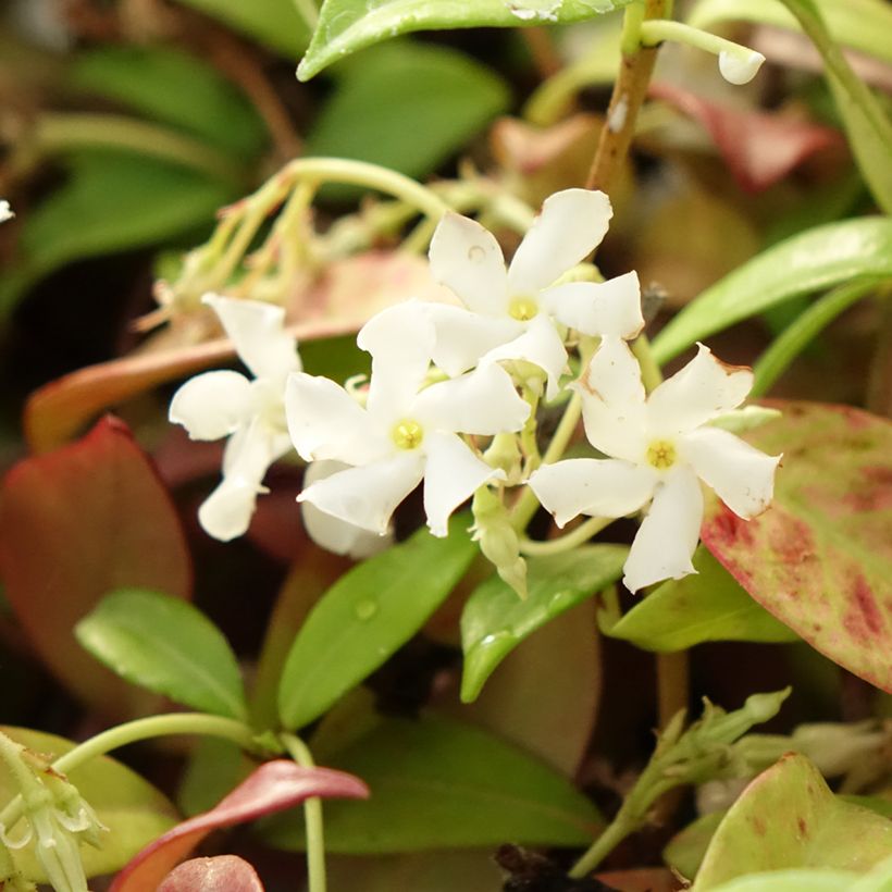 Trachelospermum jasminoides Winter Ruby - Toscaanse jasmijn (Bloei)