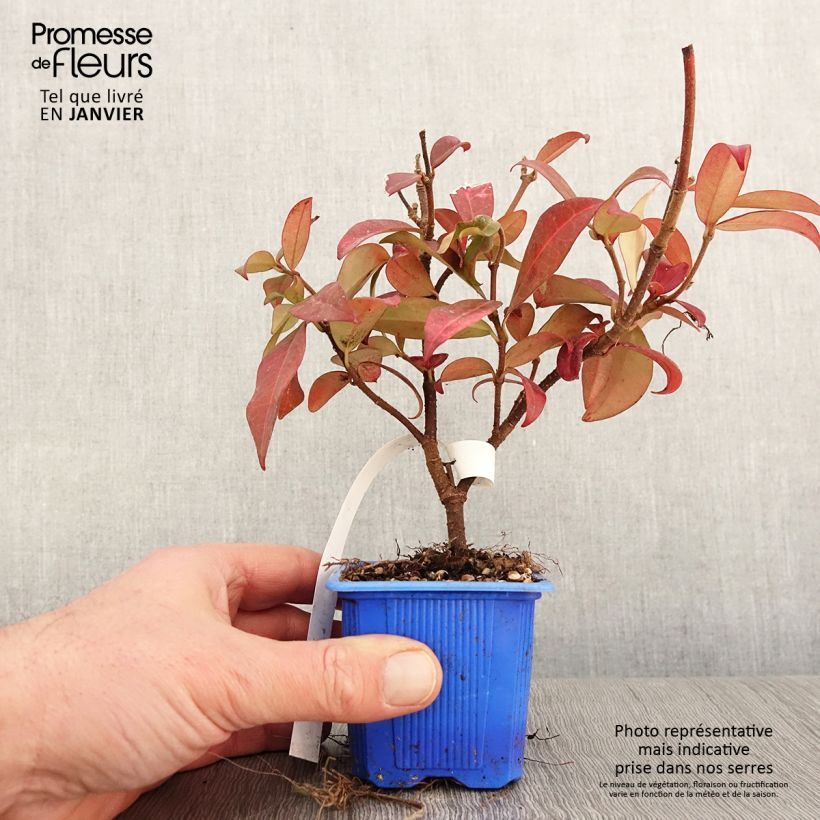 Exemplaar van Trachelospermum jasminoides Winter Ruby - Toscaanse jasmijn Kweekpotje van 8/9 cm zoals geleverd in de winter