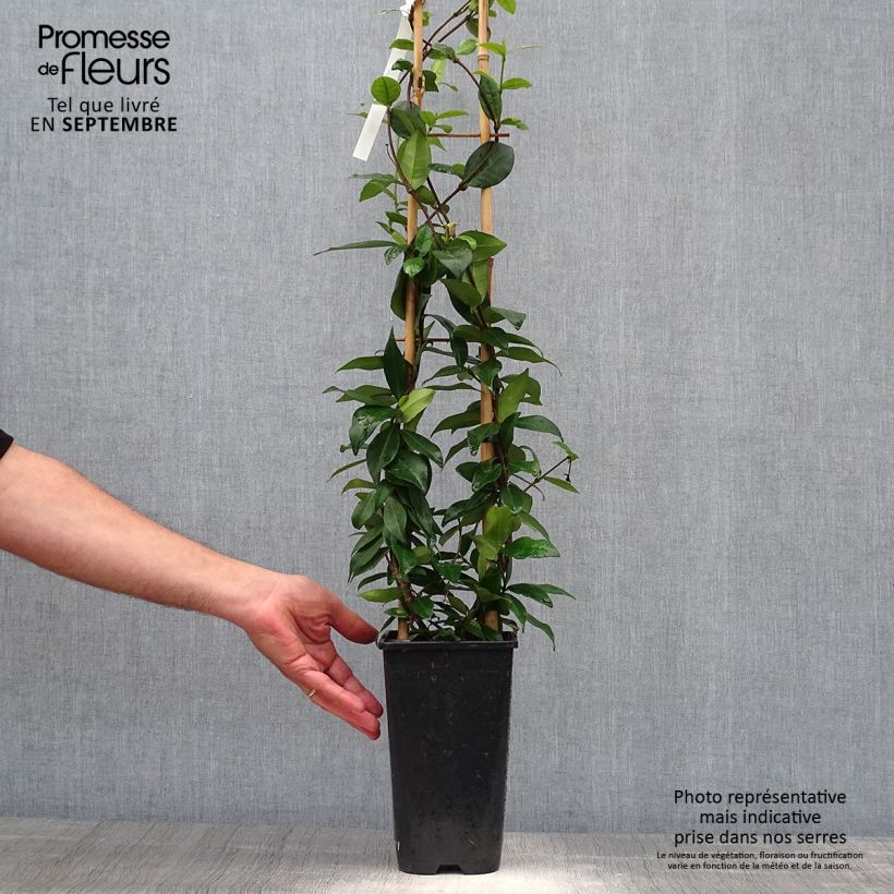 Exemplaar van Trachelospermum jasminoides Winter Ruby - Toscaanse jasmijn Pot van 2 l/3 l zoals geleverd in de herfst