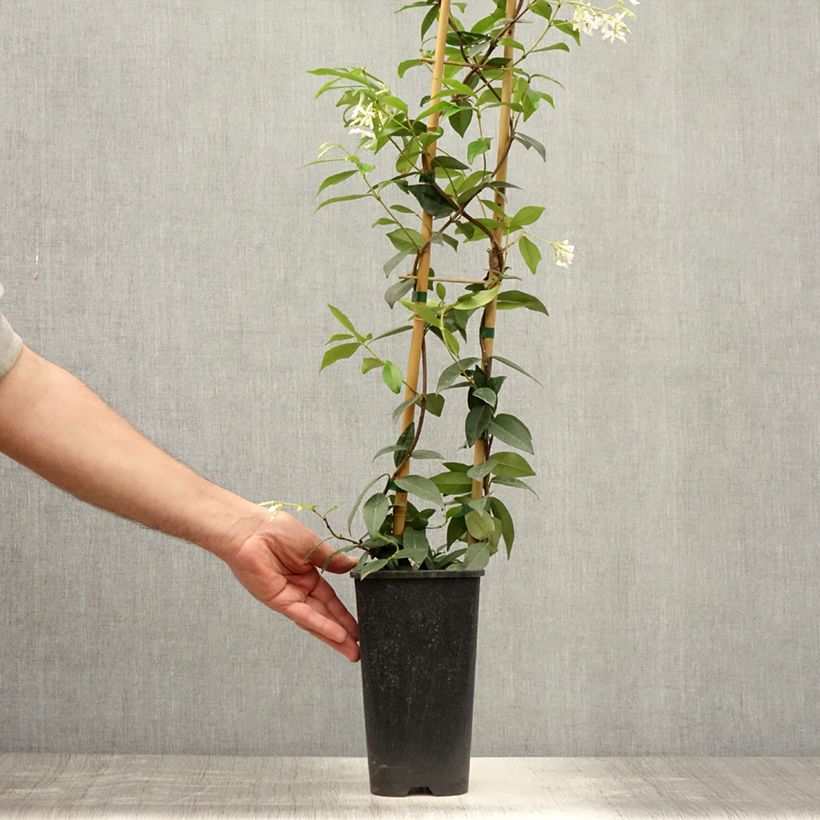 Exemplaar van Trachelospermum jasminoides Winter Ruby - Toscaanse jasmijn Pot van 2 l/3 l zoals geleverd in de zomer