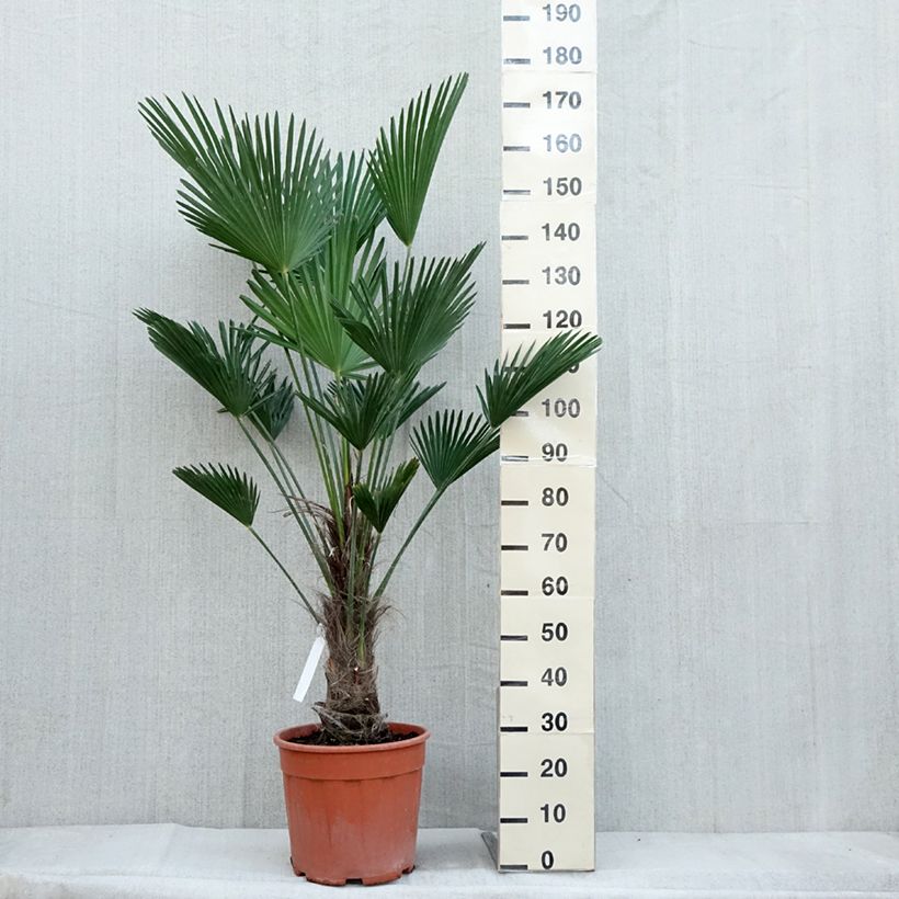 Exemplaar van Trachycarpus wagnerianus - Wagnerpalm Pot van 12 l/15 l, Hoogstam zoals geleverd in de herfst