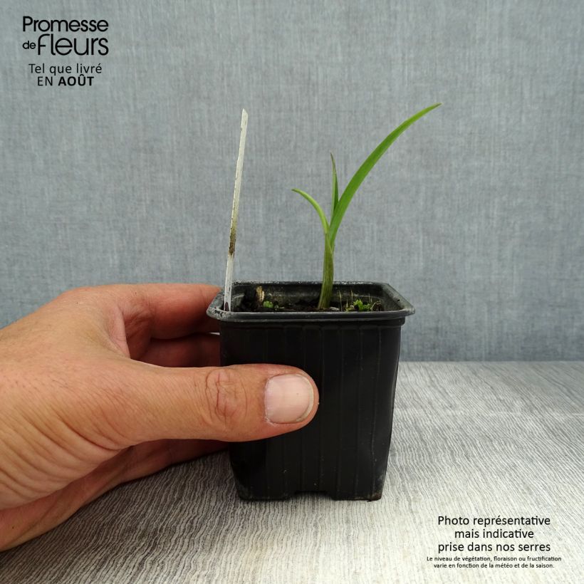 Exemplaar van Tradescantia andersoniana Domaine de Courson - Eendagsbloem Kweekpotje van 8/9 cm zoals geleverd in de zomer