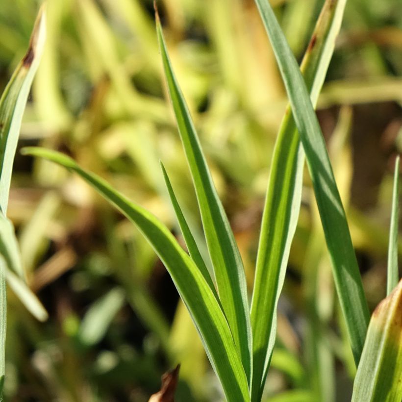 Tradescantia andersoniana Domaine de Courson - Eendagsbloem (Blad)