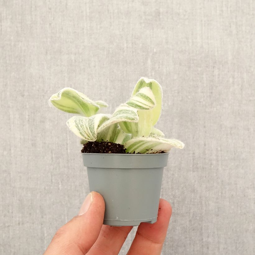 Exemplaar van Tradescantia Brightness - Vaderplant Mini-kamerplanten zoals geleverd in de lente