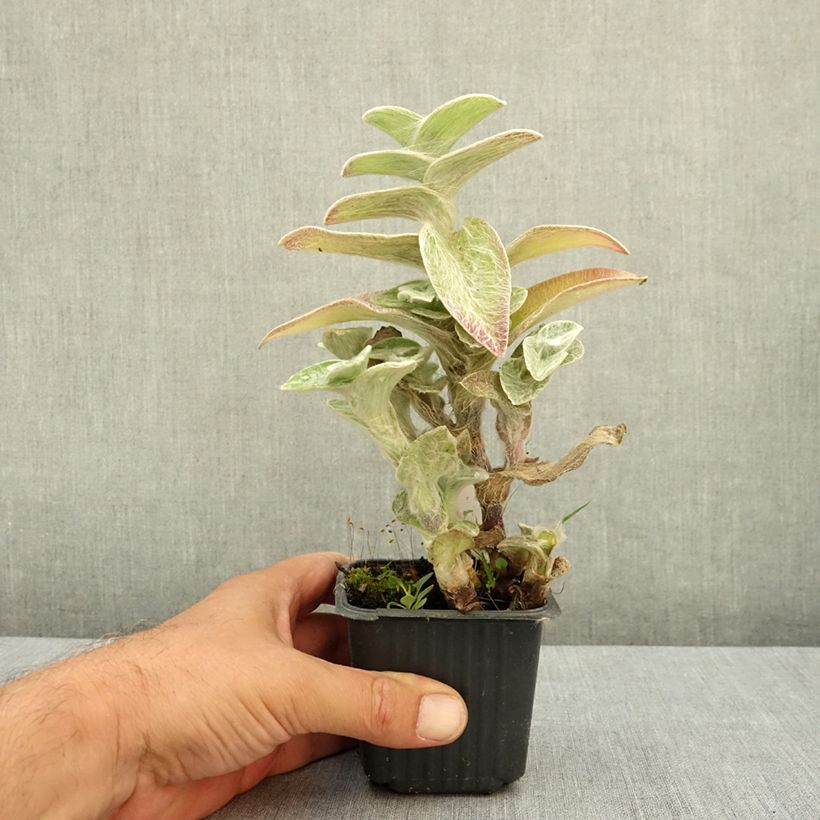 Exemplaar van Tradescantia sillamontana - Vaderplant Kweekpotje van 8/9 cm zoals geleverd in de zomer