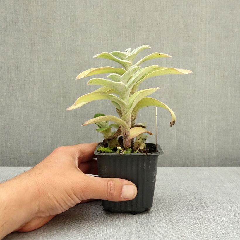 Exemplaar van Tradescantia sillamontana - Vaderplant Kweekpotje van 8/9 cm zoals geleverd in de lente