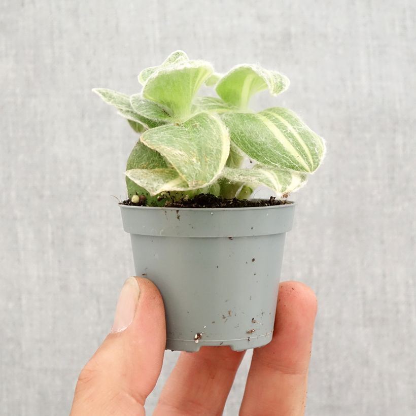 Exemplaar van Tradescantia sillamontana Variegata - Vaderplant Mini-kamerplanten zoals geleverd in de lente