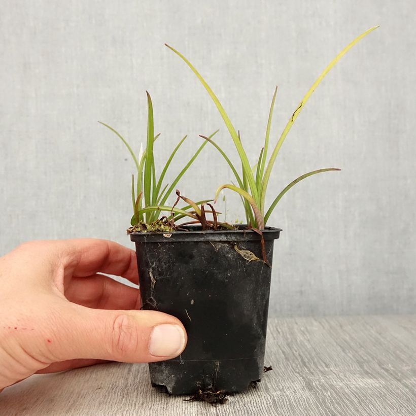 Exemplaar van Tradescantia virginiana Brevicaulis - Eendagsbloem Kweekpotje van 8/9 cm zoals geleverd in de lente