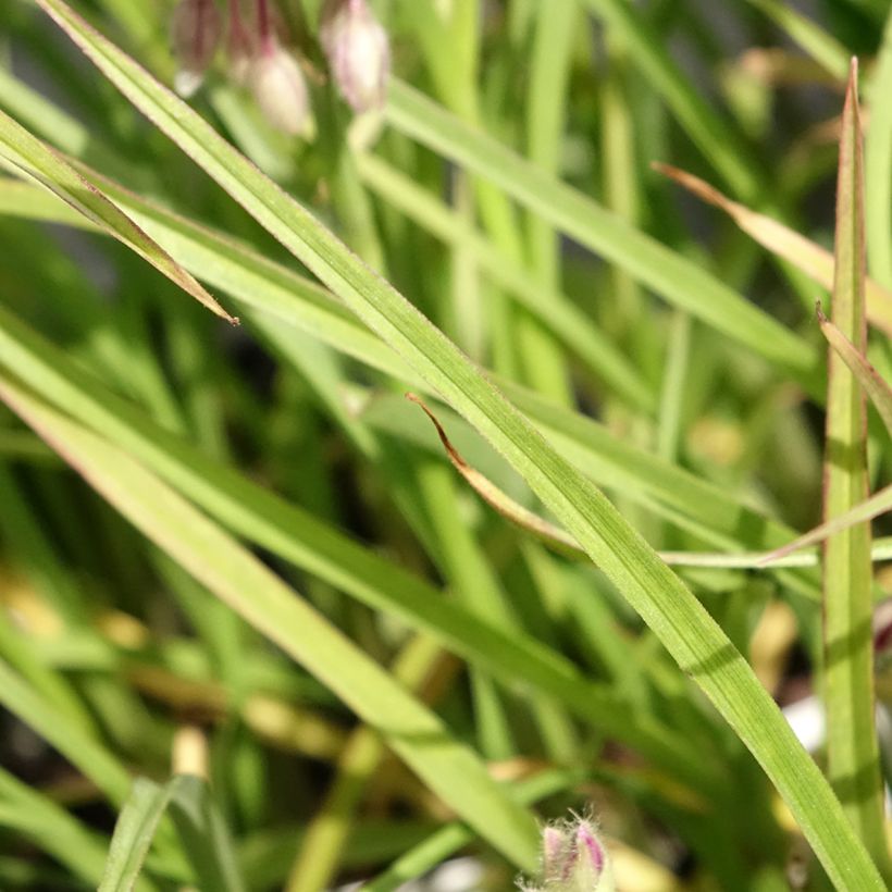 Tradescantia virginiana Brevicaulis - Eendagsbloem (Blad)