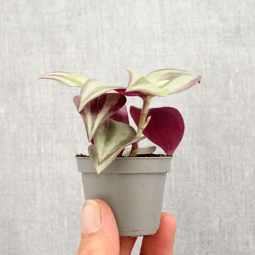 Exemplaar van Tradescantia zebrina Pink Joy - Vaderplant Mini-kamerplanten zoals geleverd in de lente