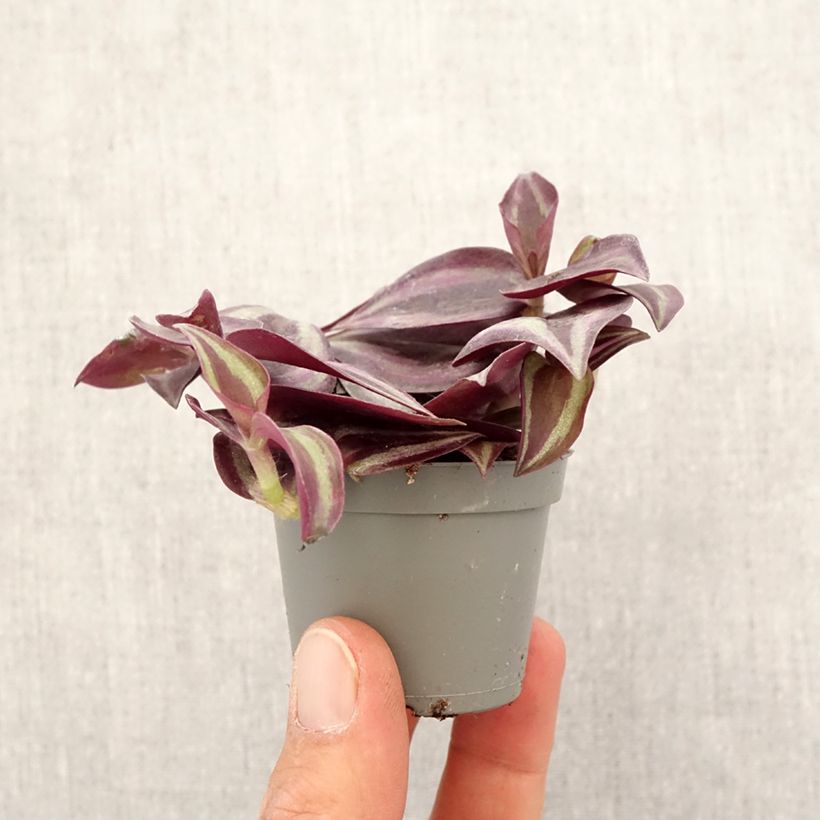 Exemplaar van Tradescantia zebrina Purple Joy - Vaderplant Mini-kamerplanten zoals geleverd in de lente