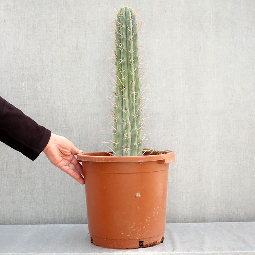 Exemplaar van Trichocereus cuzcoensis - Cuzco-cactus Pot van 12 l/15 l zoals geleverd in de herfst