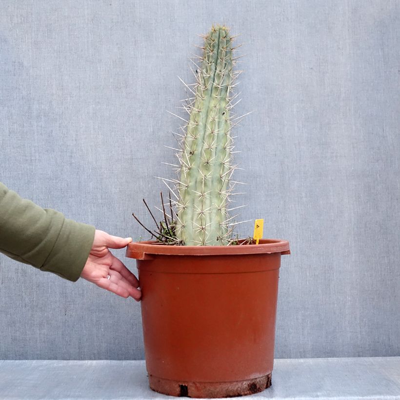 Exemplaar van Trichocereus cuzcoensis - Cuzco-cactus Pot van 12 l/15 l zoals geleverd in de winter