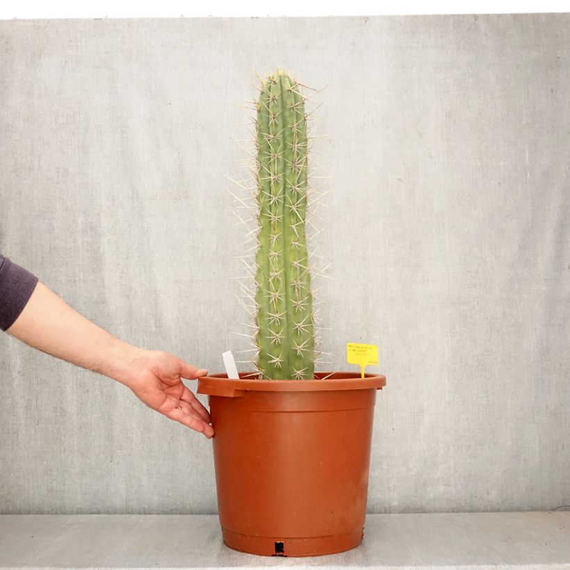 Exemplaar van Trichocereus cuzcoensis - Cuzco-cactus Pot van 12 l/15 l zoals geleverd in de lente