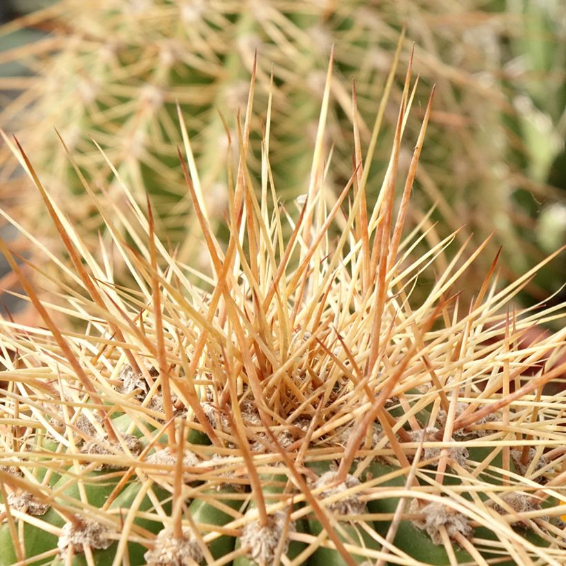 Leucostele terscheckii - Argentijnse saguaro (Blad)