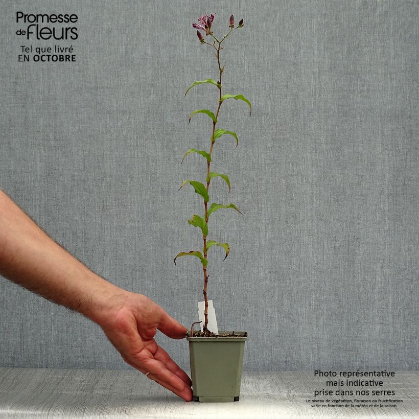 Exemplaar van Tricyrtis Sinonome - Paddenlelie Kweekpotje van 8/9 cm zoals geleverd in de herfst