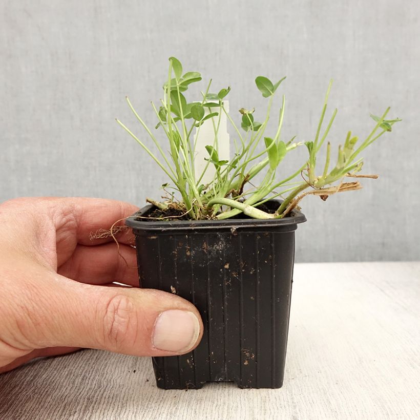 Exemplaar van Trifolium fragiferum - Trèfle porte-fraise Kweekpotje van 8/9 cm zoals geleverd in de lente